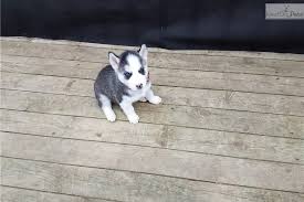 Iowa, wisconsin, michigan, indiana, or missouri. Husky Puppies For Sale Illinois Dogs For Sale In Illinois