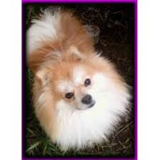 Find your new companion at nextdaypets.com. Diva Poms Pomeranian Breeder In San Diego California