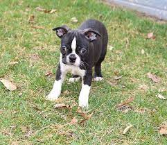 Bill Male Akc Boston Terrier Pup For Sale In Lagrange Indiana In 2020 Boston Terrier Puppy Mastiff Puppies Puppies
