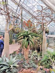 A View Of The Cactus Desert Room At The U S Botanic Garden In Washington D C This Plac United States Botanic Garden Botanical Gardens Landscaping Trees