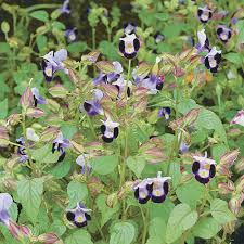 Image result for Torenia