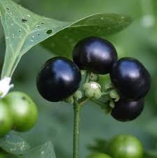 Image result for Solanum scabrum