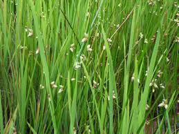 Image result for Schoenoplectus muricinux