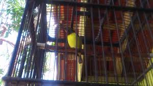 Burung Prit Gantil Super Gacor Youtube