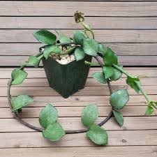 Image result for Ceropegia incana