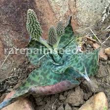Image result for Ledebouria luteola