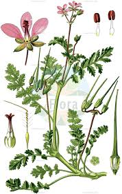 Image result for Geraniaceae