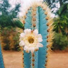Cactus seeds can be exclusively purchased from azur for 20 sand dollars each. The Beautiful Blue Cacti Pilosocereus Succulent City