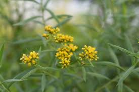 Image result for Asclepias graminifolia