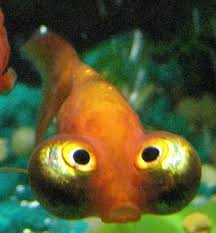 Fish guide for black moor goldfish with goldfish care, goldfish diseases, and information about this fancy goldfish, also called black demekin the black moor goldfish is basically a black version of the telescope goldfish, though the eyes usually don't protrude as far as they do on the telescope! Celestial Eye Wikipedia