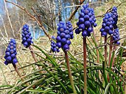 Image result for Hyacinthaceae