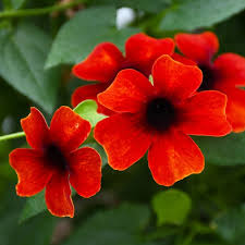 Image result for Thunbergia serpens