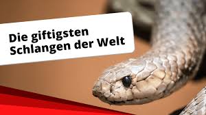 In diesem video zeige ich euch die 10 giftigsten schlangen der welt.die top 10 richtet sich nach der toxizität des giftes der schlange. Die Giftigsten Schlangen Der Welt Video Schnell Erklart