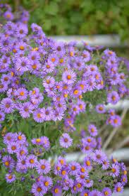 Symphyotrichum Novae Angliae New England Aster Aster Flower Flower Landscape Moon Nursery