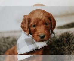 No puppies available at this time. View Ad Goldendoodle Puppy For Sale Near Texas Austin Usa Adn 181123