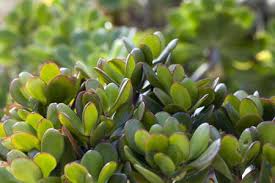 If you don't believe in vaastu and feng shui, it's actually good to keep the jade plant in your bedroom because it's a cam plant and increases humidity as well. Which Money Tree Is The Best Feng Shui Money Cure