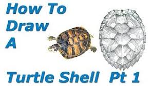 Anatomy of a turtle shell. How To Draw A Turtle Shell Pt 1 Youtube