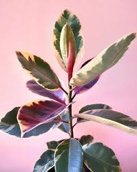 Pink Leaved Plants Are The New Houseplant Trend To Watch Sunset Pink Leaf Plant White Plants Variegated Plants