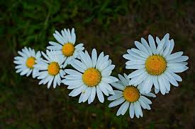 Maybe you would like to learn more about one of these? Bunga Aster Mekar Foto Gratis Di Pixabay
