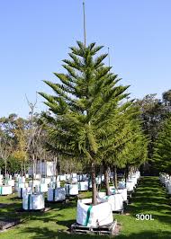 Image result for Araucaria columnaris