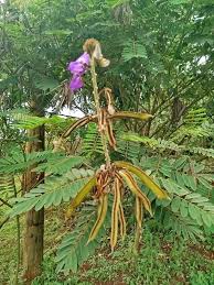 Image result for Tephrosia vogelii