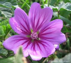 Image result for Kosteletzkya grantii