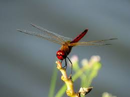 Image result for Dyschoriste trichocalyx