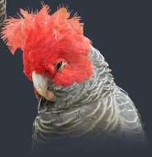 Some red morph females have a red wash, red splotches, or are entirely red. Red Headed Parrot Red Headed Gray Parrot God S Creatures Pinterest Cockatoo Gang Gang Cockatoo Pet Birds