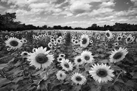 Best Black And White Landscape Photos Pretty Sunflowers Black And White Landscape Best Landscape Photography White Sunflowers