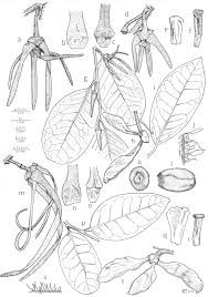 Image result for Pancovia holtzii