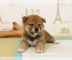 Puppyfinder.com is your source for finding an ideal shiba inu puppy for sale near seattle, washington, usa area. View Ad Shiba Inu Puppy For Sale Near Washington Seattle Usa Adn 206684