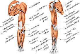 Movement often requires the contraction of a skeletal muscle, as can be observed when the bicep muscle in the arm contracts, drawing the forearm up towards the trunk. 1 Overview Of Muscles In The Human Arm Back Front View Download Scientific Diagram
