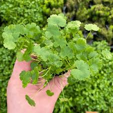 Image result for Hydrolea brevistyla