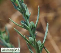 Image result for Thesium