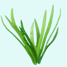 Image result for Fuirena sagittata