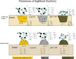 There's another reason why chlorosis may be seen i.e., waterlogged conditions. The Feasibility Of Growing Highbush Blueberry V Corymbosum L On Loamy Calcic Soil With The Use Of Organic Substrates Sciencedirect