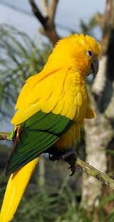 Golden Parakeet Or Golden Conure Guaruba Guarouba Beautiful Birds Pet Birds Animals