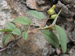 Image result for Melhania