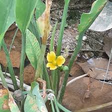 Image result for Butomopsis