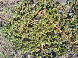 Image result for Portulaca kermesina