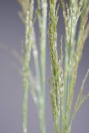 Хотите купить рассаду щучки(луговика) дернистой шхотлатд (deschampsia cespitosa schotland)?зайдите на. Schmiele Tautrager Deschampsia Cespitosa Tautrager Gunstig Online Kaufen