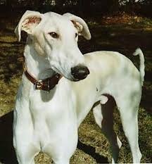Chart Polski Dog Breed Information And Pictures
