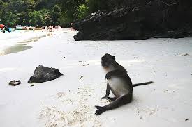 We did not find results for: Monkey Beach Koh Phi Phi Affenstrand Thailand Lifestyle