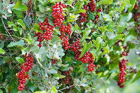 Resultado de imagen de zarzaparrilla