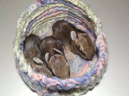 Photo above © athanasia andritsou. Nests For Wildlife Rescues
