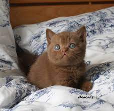 british shorthair british shorthair cattery british shorthair kedi ingiliz kedisi satilik british shorthair kedi yavrusu sati kedi yavru kediler hayvanlar