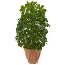 Real To The Touch The Artificial Baby Schefflera S Dense Greenery Is Both Bright And Silky Possessing A Noticeable Shine On The Surface It Sits W Kunstpflanzen