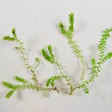Image result for Selaginella versicolor