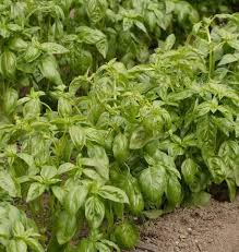 Maybe you would like to learn more about one of these? Garden Patio Genovese 520 Basil Seeds Average Plant Herb Wild Plants Seeds Bulbs