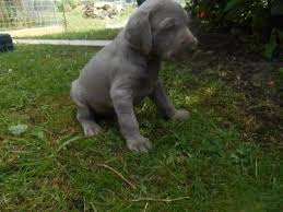 Image result for slovenský ohař hrubosrstý